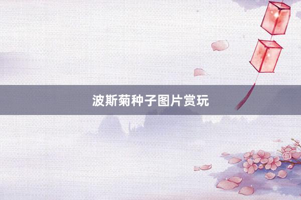 波斯菊种子图片赏玩